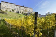 Vineyard in autumn leaves und...