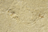 Fossil of a herring-related f...