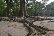 Ta Prohm temple complex overg...