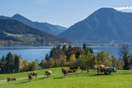 Cows on a pasture, Tegernsee ...