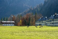 Horses on the pasture, Altes ...