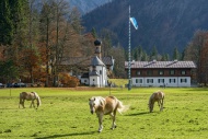 Horses on the pasture, Altes ...