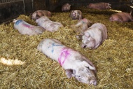Domestic pigs in a barn, Kvn...