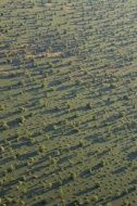 Aerial view, landscape in mor...