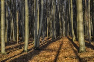 Forest near Nienhagen, Meckle...