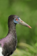 Abdim\'s Stork (Ciconia abdim...