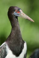 Abdim\'s Stork (Ciconia abdim...