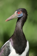 Abdim\'s Stork (Ciconia abdim...