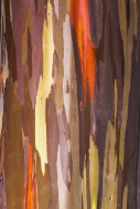 Coloured bark of a Eucalyptus...