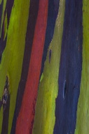 Coloured bark of a Eucalyptus...