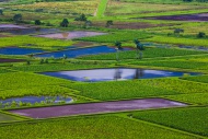 Taro fields in Hanalei Valley...