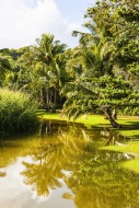 Coconut Palms (Cocos nucifera...