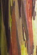 Coloured bark of a Eucalyptus...