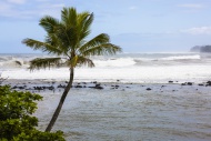 Coconut Palm (Cocos nucifera)...