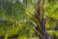 Coconut Palm (Cocos nucifera)...