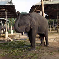 Asian or Asiatic Elephant (El...