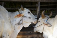 Two Zebu Cattle (Bos primigen...
