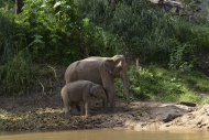 Asian or Asiatic Elephants (E...