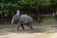 Asian or Asiatic Elephant (El...