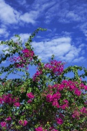 Bougainvillea in bloom.