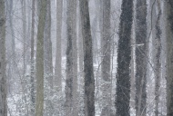 Snow falls in a winter forest...