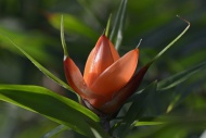 Blossom of a Pandanus plant (...