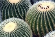 Golden Barrel Cactus or Mothe...