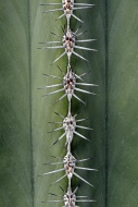 Spikes of a Saguaro Cactus (P...
