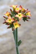 Kalanchoe (Kalanchoe lateriti...