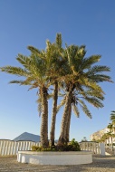 Palm trees on the beach prome...