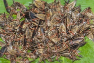 Cooked insects for sale, Thai...