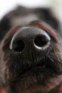 Dog\'s nose, King Poodle