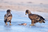 Two young White-tailed Eagles...