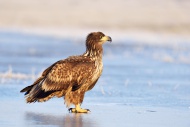 Young White-tailed Eagle (Hal...