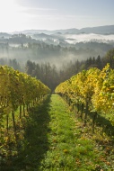 Vineyard in the morning mist,...