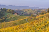 Autumnal vineyards and farmho...