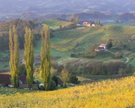 Autumnal vineyards and farmho...
