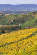 Autumnal vineyards and farmho...