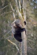 Brown Bear (Ursus arctos), yo...