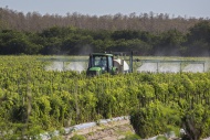 Tractor sprays pesticides on ...