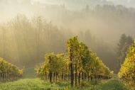 Vineyard in the morning mist,...
