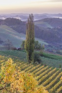 Autumnal vineyard and poplar ...