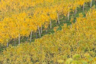 Autumnal vineyard in morning ...