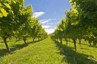 Vines in a vineyard near Gisb...