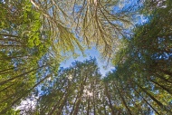 Canopy of giant Eucalyptus tr...