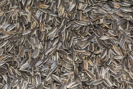 Sunflower seeds in the shell