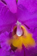 Orchid, Cattleya hybrid, Chia...