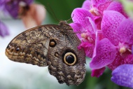 Forest Giant Owl Butterfly (C...