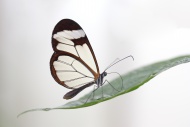 Glasswinged Butterfly (Greta ...