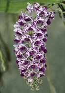 Giant Rhynchostylis orchid (R...